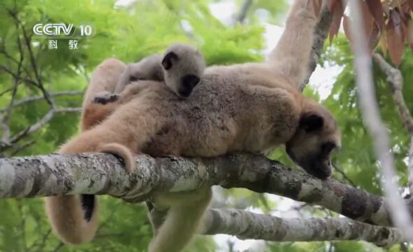 绒毛蛛猴非常懒,一天大多时间都在睡觉,这种习惯很少见