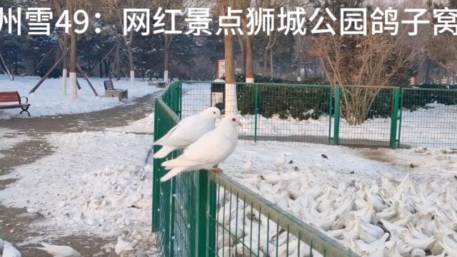 沧州雪49:网红景点狮城公园鸽子窝