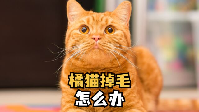 要是橘猫掉毛,主人应该怎么办呢?