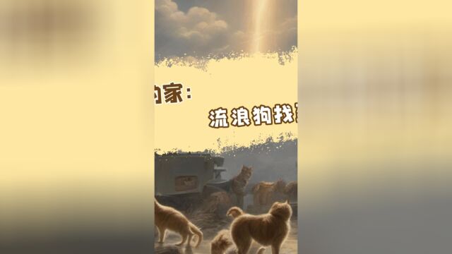 小浪的家:流浪狗找到爱 #汪星人