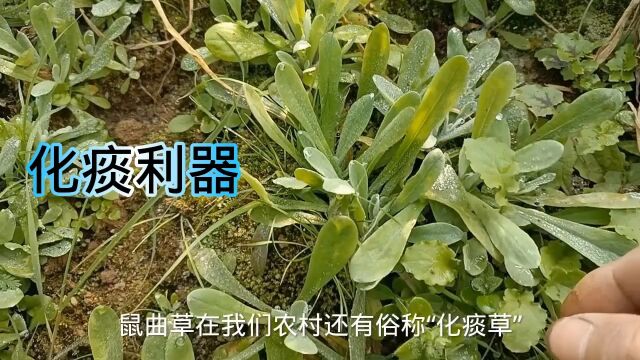 鼠曲草在农村随处可见,俗称“化痰草”,堪称野草中的“燕窝”,你吃过这种野菜吗?