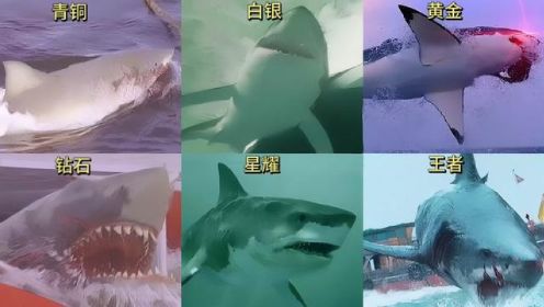 假如影视里的凶猛鲨鱼有段位，从青铜到王者，段位越高越凶猛彪悍#海洋动物 #大鲨鱼 #保护海洋 #鲨鱼哟syy