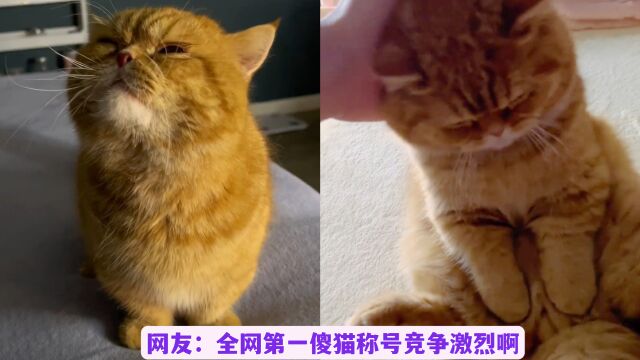 继“网红猫”驴得水后,又一只智障猫诞生了