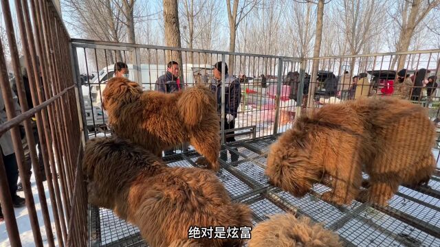 濒临灭绝的神犬“藏獒”惊现狗市,大哥:这狗曾卖200万,如今无人问津