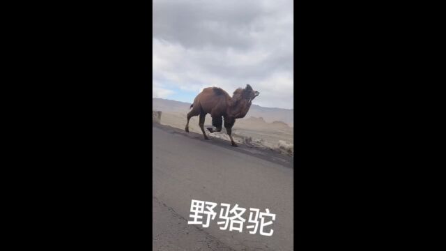 奔跑的骆驼