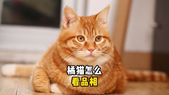 橘猫怎么看品相?这几点很重要!