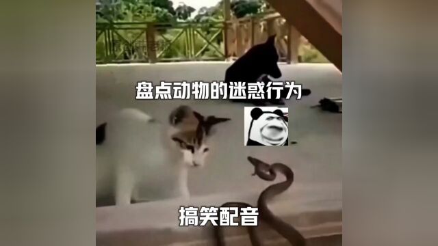 不允许乱评论 #动物的迷惑行为