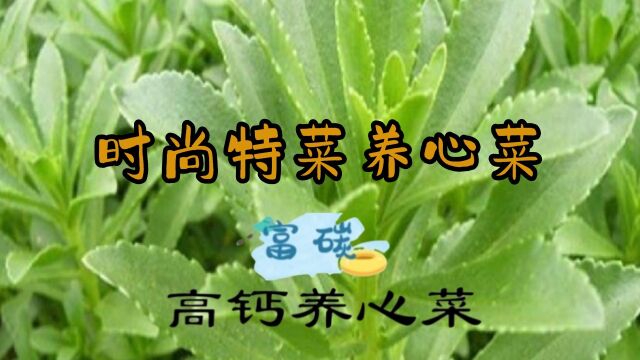 时尚特菜养心菜