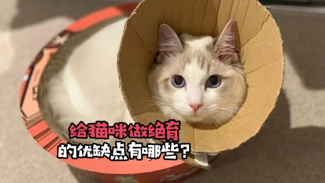 给猫咪做绝育的优缺点有哪些?铲屎官要考虑好