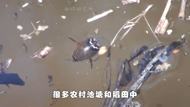 广东“水蟑螂”一斤400元,外地人看反胃,为何广东人爱吃? 2