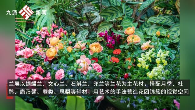 这个冬天武汉有23℃的花屋:100多个品种12000株热带兰从各地奔赴来汉