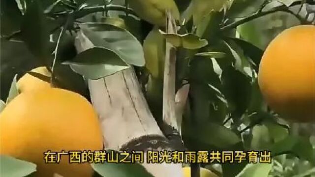 品味广西夏橙,回味无穷的甜蜜时光