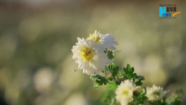 乡村振兴在行动丨滁菊花开绽放“花样经济”