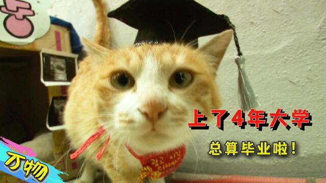 猫咪上了4年大学,学生都当它是学长,毕业后可以留校