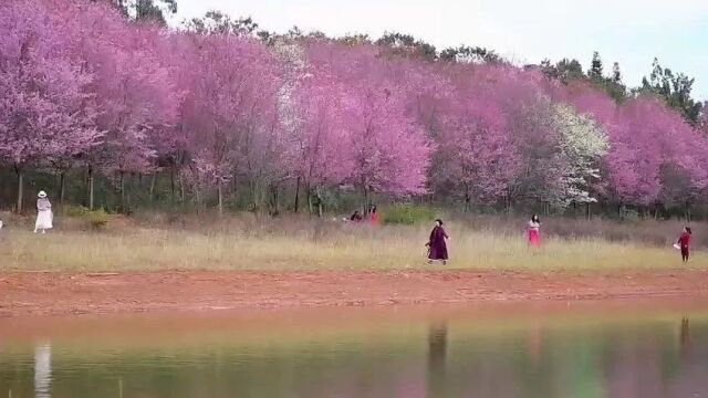 【夜赏】冬日烂漫 樱花正灿