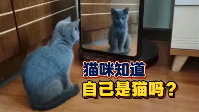 猫咪自我认知高吗?知道自己是猫吗?