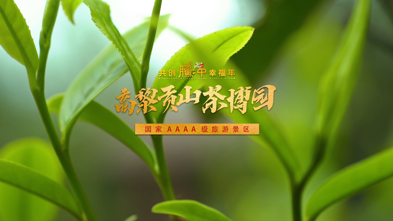 龍年初八,來騰衝高黎貢山茶博園品茗論道