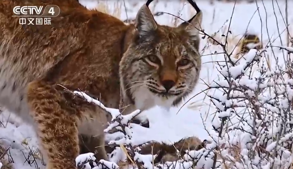 青海:高清影像记录猞猁巡山捕食