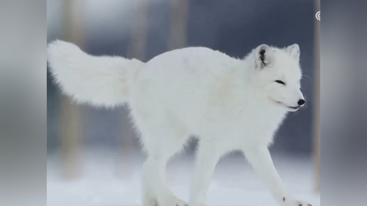 挪威:科学家搭建喂食站保护北极狐