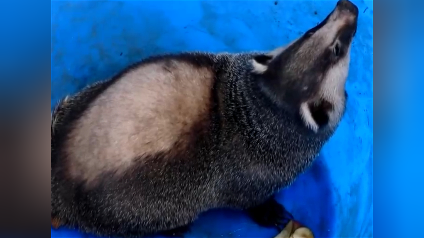 重庆忠县:野生猪獾误入校园,民警捕捉放归