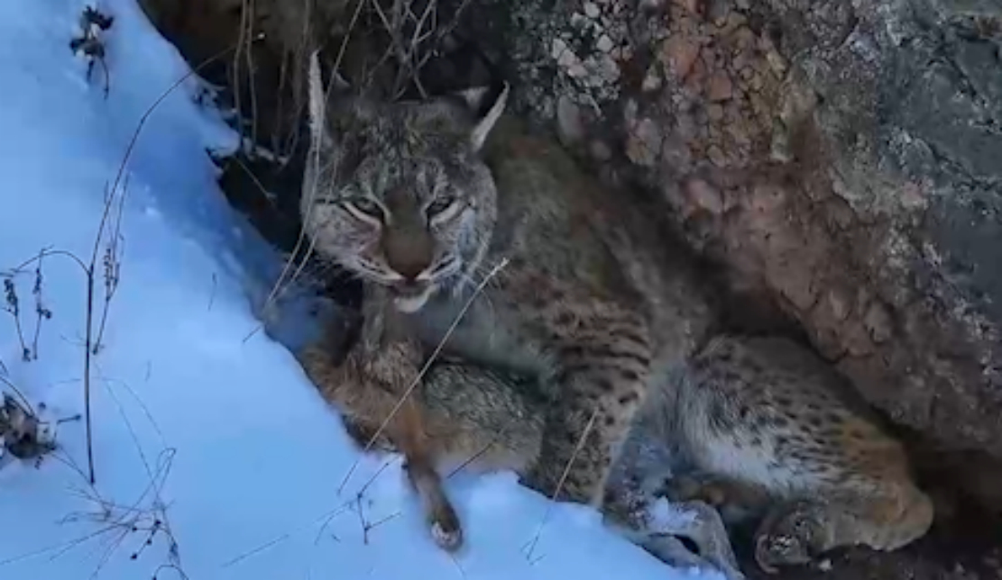 青海:高清相机记录下猞猁雪山捕食画面