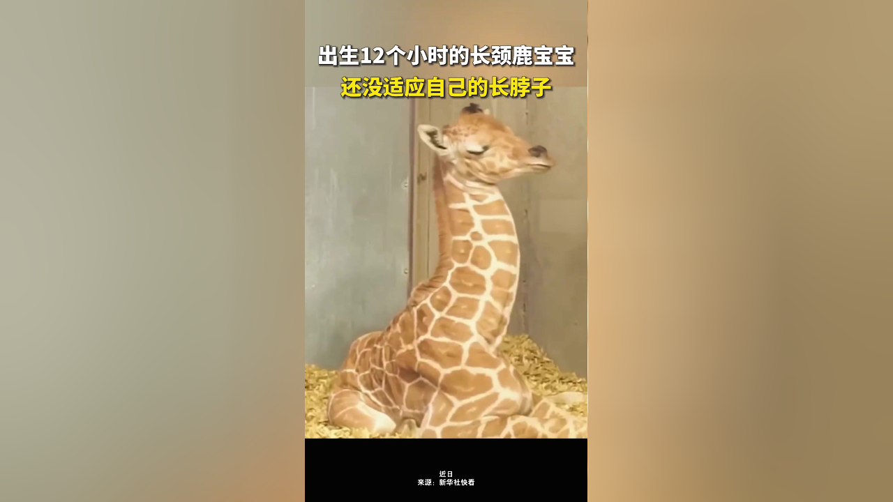 太可爱了!刚刚出生12个小时的长颈鹿宝宝,还不适应自己的长脖子