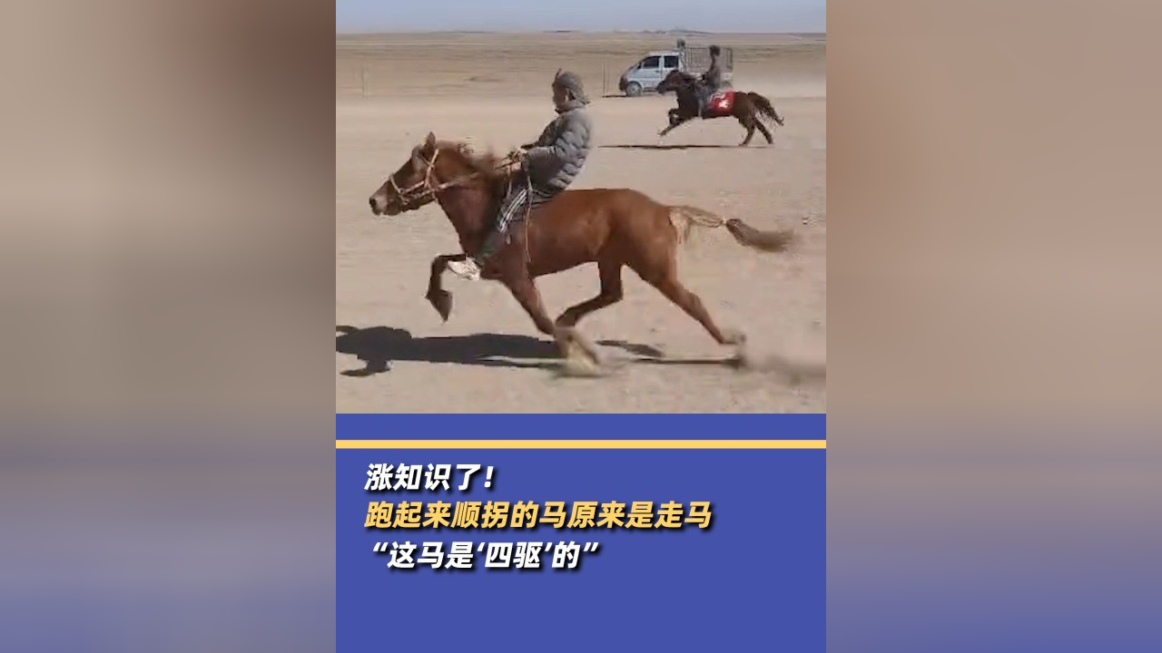 涨知识了!原来真有顺拐的马:走马,需经过后天培养