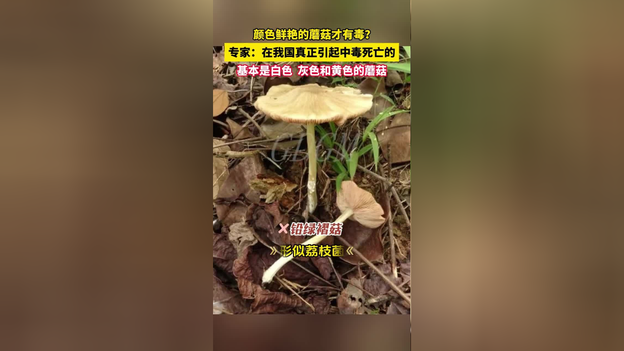 春季雨水增多,万物生长,又到了毒蘑菇中毒频发时节,在野外遇到这些