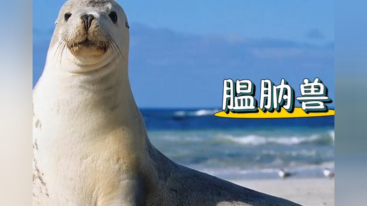 海狗和海狮的区别是什么?听听教授的讲解