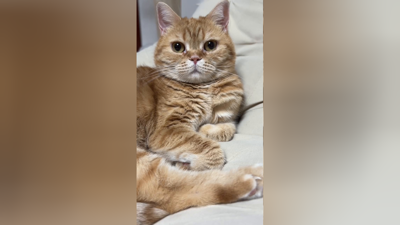 壁纸 动物 猫 猫咪 小猫 桌面 1280_720