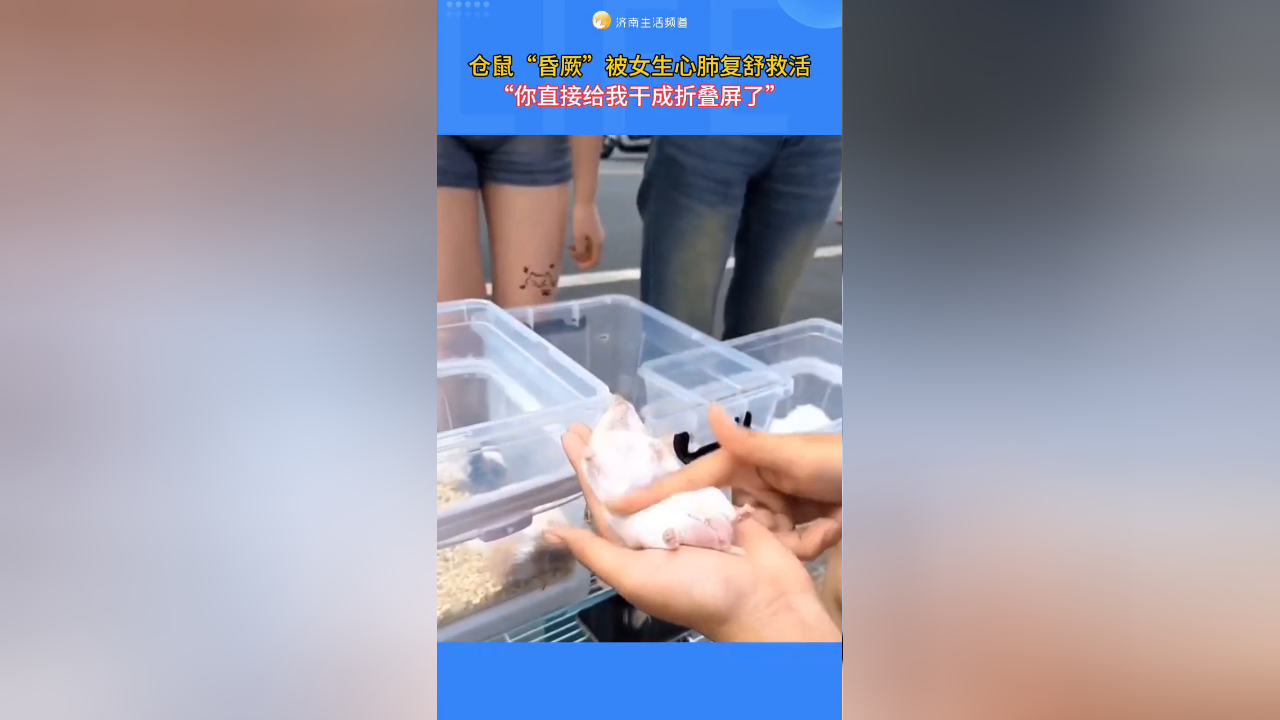 仓鼠"昏厥"被女生救活,网友:有没有一种可能它是在"假死"