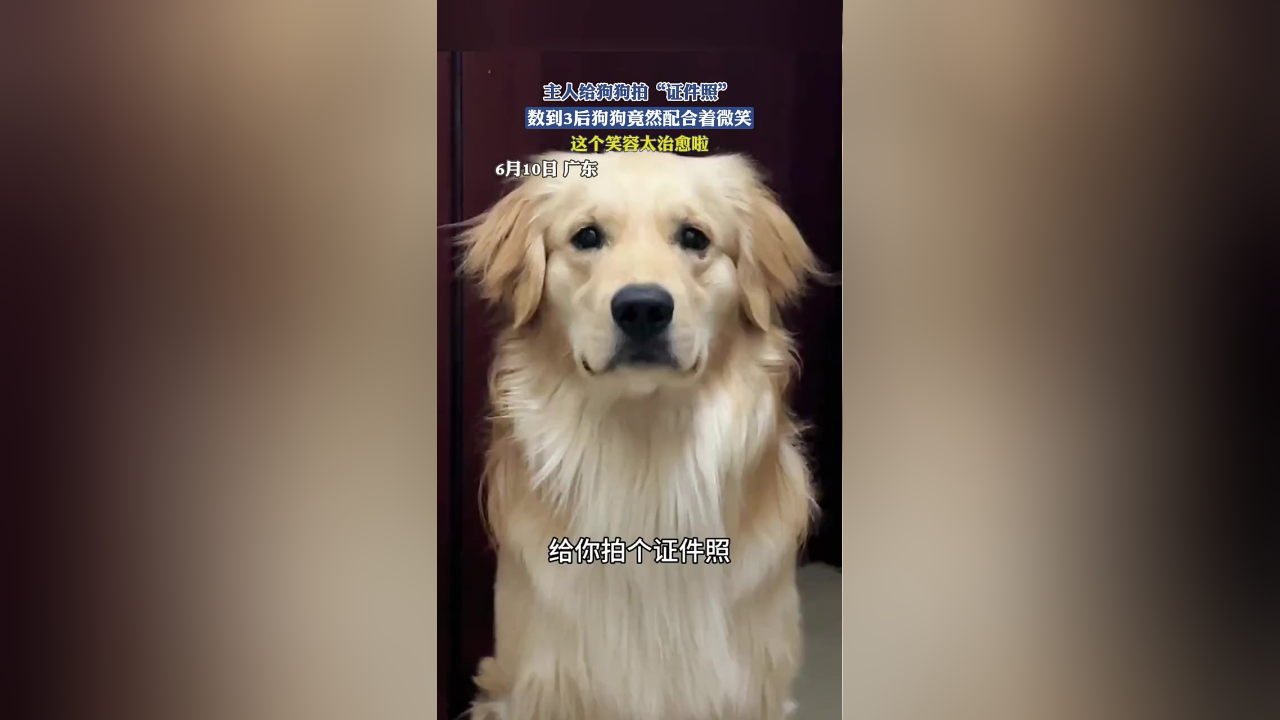 主人给狗狗拍"证件照"数到3后狗狗竟然配合着微笑,这个笑容太治愈啦!