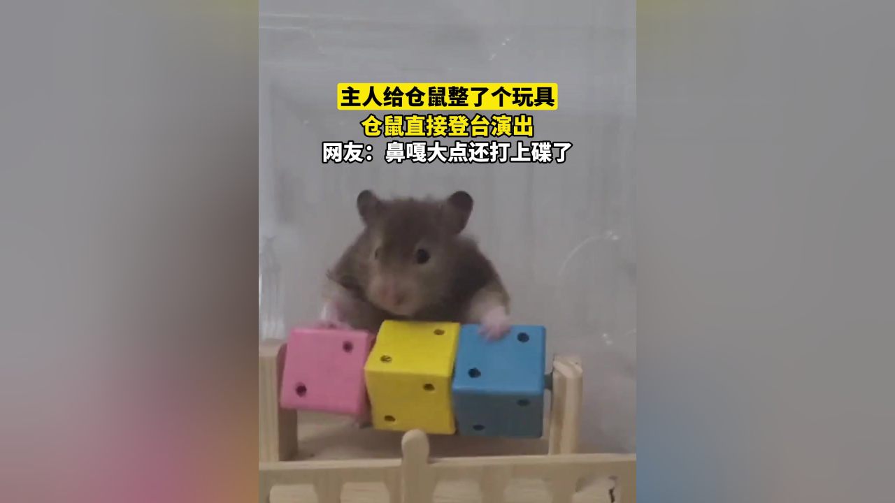 主人给仓鼠整了个玩具 仓鼠直接登台演出 鼻嘎大点还打上碟了