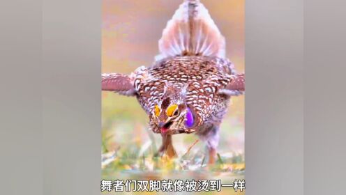 非洲烫脚舞这么火,跳出灵魂小马达,灵感来自尼古拉斯赵四?