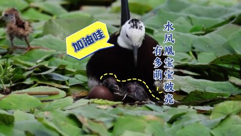 超萌瞬间!湿地中一窝水凤凰宝宝破壳