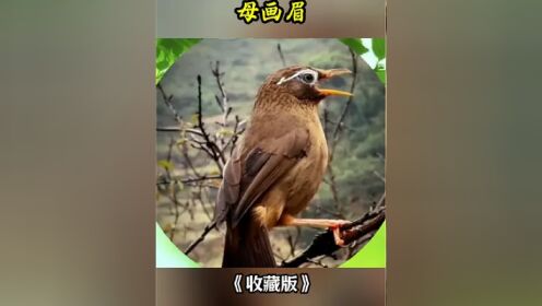 母画眉叫声分享 #爱鸟护鸟 #养鸟 #画眉鸟母叫音