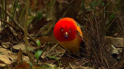 《nhk》火之舞者:火焰园丁鸟_高清1080p在线观看平台_腾讯视频
