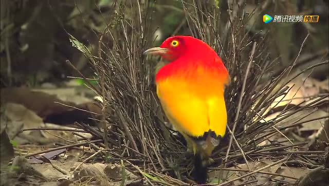 《nhk》火之舞者:火焰园丁鸟_高清1080p在线观看平台_腾讯视频