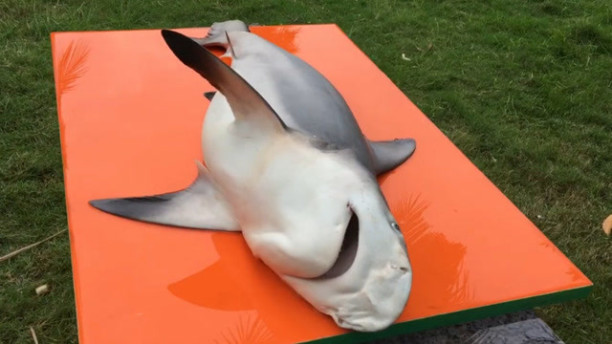 印度大厨厉害啊?一条鲨鱼做出炒鸡蛋的感觉_腾讯视频